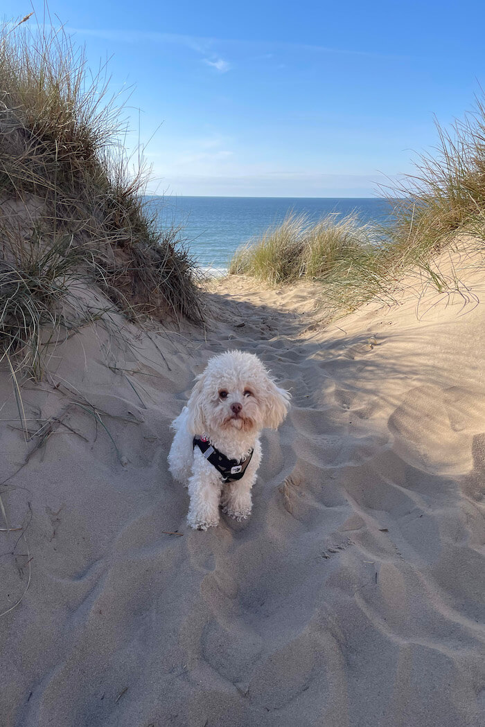 Hundesprüche für kleine Hunde