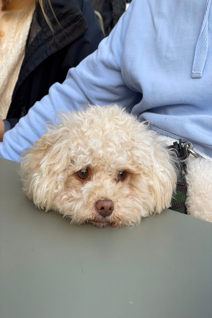 Hundesprüche lustig über kleine Hunde