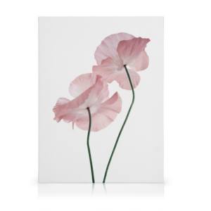 Pink Poppies Leinwandbild