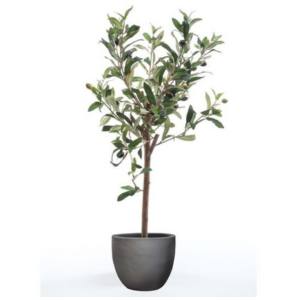 Mini Olivenbaum 65 cm, Emerald, Höhe: 65 mm