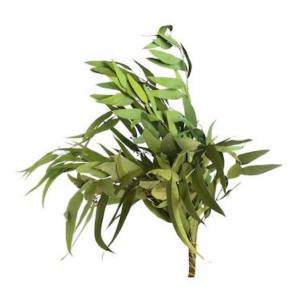 Trockenblumenbund Eukalyptus